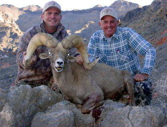 Desert and California Bighorn Sheep Hunting