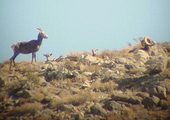 Desert and California Bighorn Sheep Hunting
