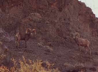 Desert and California Bighorn Sheep Hunting