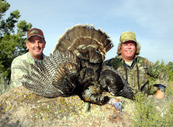 Hunt Turkeys in Nevada and Arizona