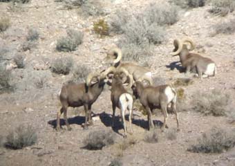 Desert and California Bighorn Sheep Hunting