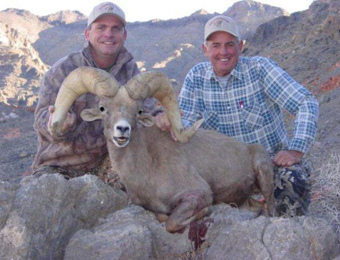 Desert and California Bighorn Sheep Hunting