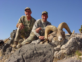 Desert and California Bighorn Sheep Hunting